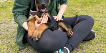 Tierheim Cottbus