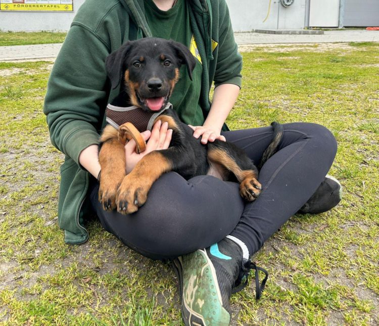 Tierheim Cottbus