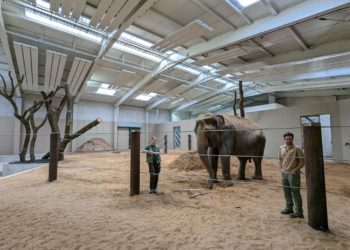 Neues Elefantenhaus im Cottbuser Tierpark eröffnet am 1. Juni