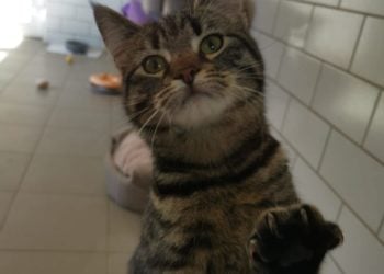 Terra Mater Tierheim