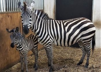 Zebranachwuchs im Tierpark Finsterwalde geboren