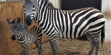 Zebramutter Kenia mit ihrem Fohlen am Ostersonntag (©Stadt Finsterwalde)
