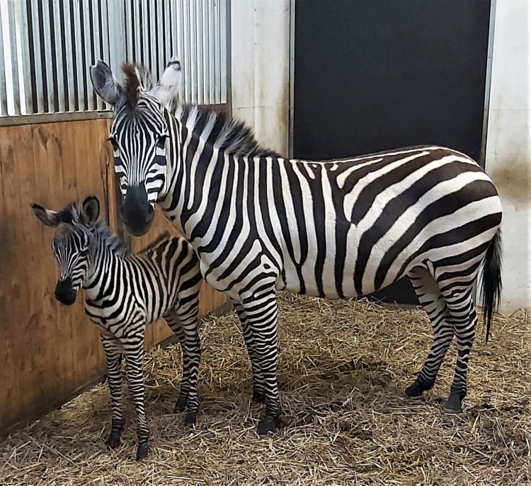 Zebramutter Kenia mit ihrem Fohlen am Ostersonntag (©Stadt Finsterwalde)