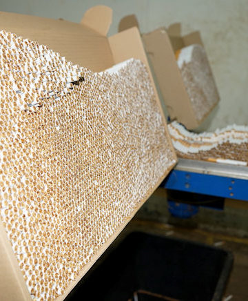 Illegale Zigarettenproduktion in Cottbus; Bild: ZOLL