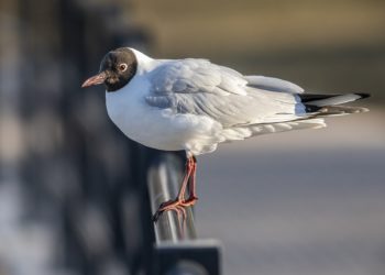 Mehrere Geflügelpest-Fälle bei Wildvögeln in Brandenburg nachgewiesen