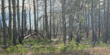 Bild: Blaulichtreport Lausitz