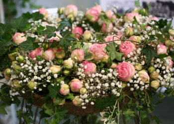 Schnittrosenschau eröffnete traditionell Rosengartenfesttage in Forst