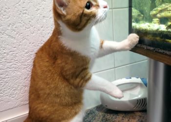 Tierhilfe Südbrandenburg