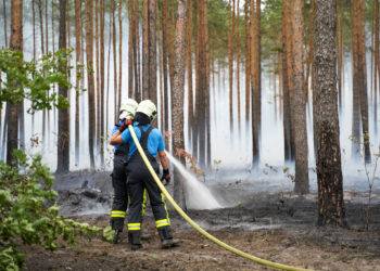 Feuerwehr zu Waldbrand bei Hoyerswerda alarmiert
