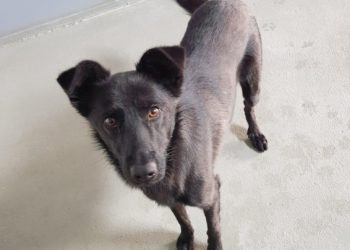 Lausitzer Tiere: Zhuchok aus der Ukraine will endlich ankommen