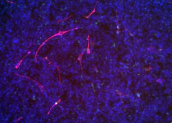 Revolution der Kinderkrebs-Behandlung? BTU-Forscher finden neuen Ansatz