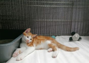 Tierschutzligadorf Neuhausen/Spree