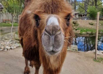 Görlitzer Zoo lädt zum Fest mit buntem Programm & tierischen Highlights