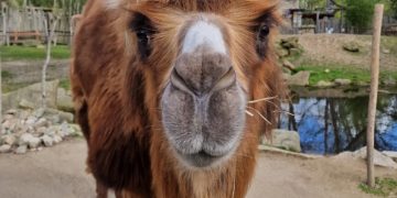 Bild: Zoo Görlitz