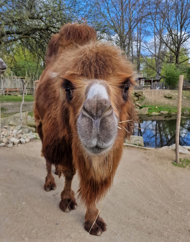 Bild: Zoo Görlitz