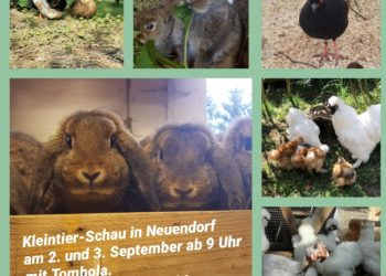 Kleintierschau in Neuendorf steht bevor