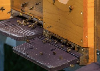 Mehrere Bienenvölker gestohlen. Ermittlungen in Klein-Mehßow