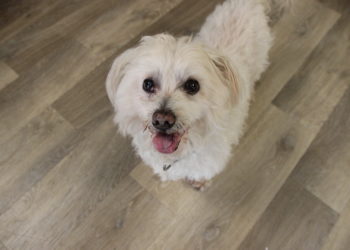 Tierschutzligadorf Neuhausen/Spree