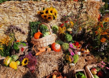 Themenwochenmarkt lädt bald wieder in die Forster Innenstadt