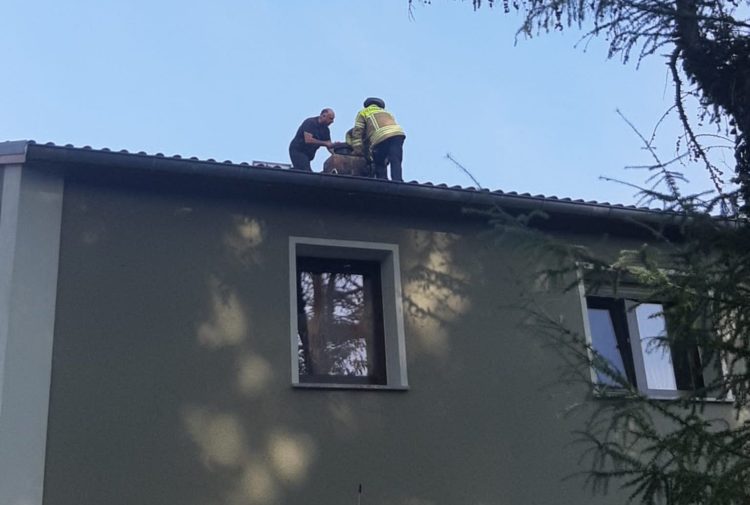 Bild: Feuerwehr Cottbus/Chóśebuz