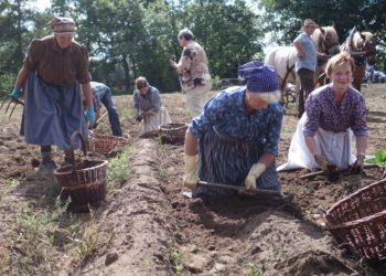 Traditionelles Kartoffelhacken in Burg steht bevor