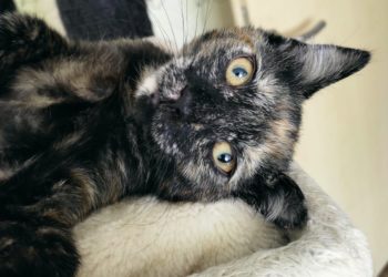 Tierhilfe Südbrandenburg