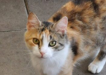 Terra Mater Tierheim 