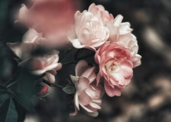 Romantik in der Lausitz: Was ist Paaren heute wichtig?