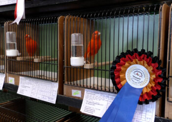 90 Jahre Vogelzucht-Tradition: Jubiläumsausstellung in Lauchhammer