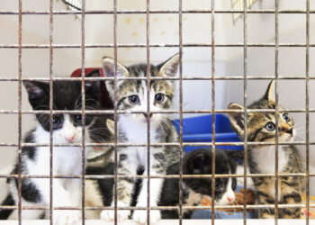 Brandenburg verlängert Tierheim-Förderrichtlinie bis 2025