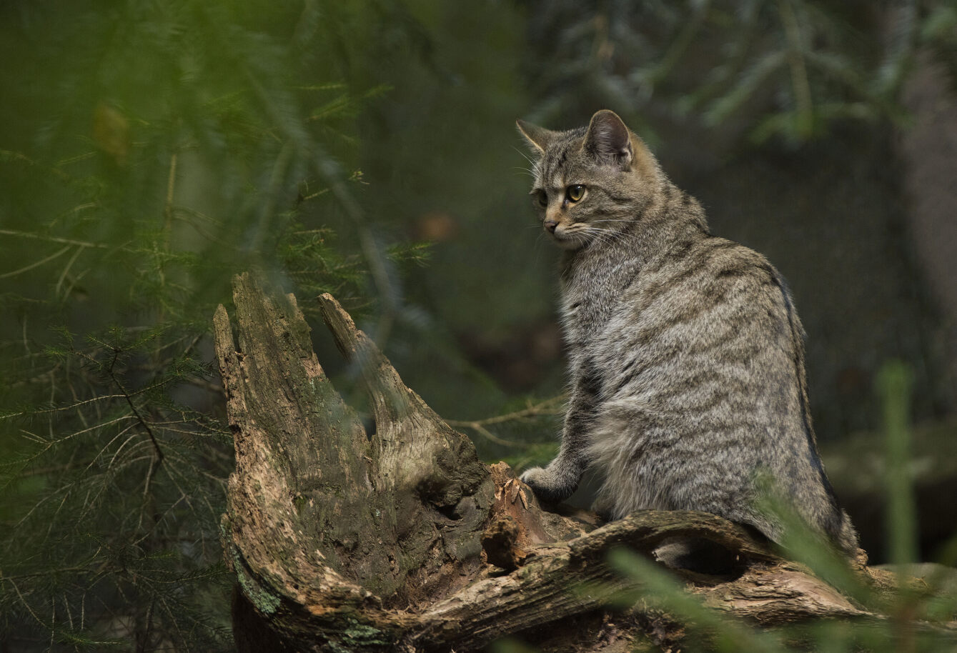 Stiftung Naturlandschaften Brandenburg