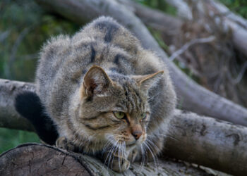 Stiftung Naturlandschaften Brandenburg