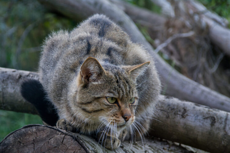 Stiftung Naturlandschaften Brandenburg