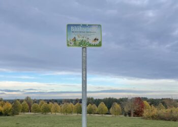 Spremberg schildert Blühwiesen aus