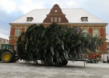 „Stargast“ eingetroffen: Weihnachtsbaum schmückt Calauer Marktplatz
