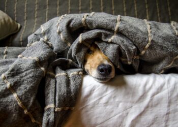 Für diese Rassen gilt die Pflicht für eine Hundehaftpflichtversicherung