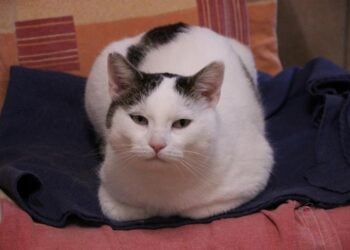 Tierschutzligadorf Neuhausen/Spree