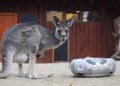 www.zoo-goerlitz.de, I. Plath
