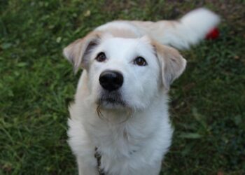 Tierschutzligadorf Neuhausen/Spree