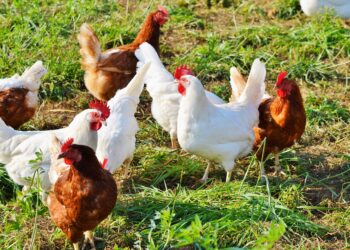 Weiterer Geflügelpest-Fall bestätigt: Cottbuser Hühnerbestand betroffen