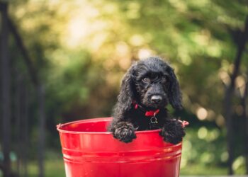Von der Imkerei bis zum Kleiderschrank: Eimer als universelle Helfer