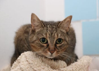 Tierschutzligadorf Neuhausen/Spree