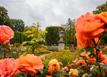 PatLografie - Patrick Lucia