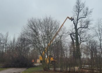 227 Jahre alte Eiche im Schlosspark Lauchhammer musste weichen