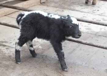 Tierpark Cottbus freut sich über Yak-Nachwuchs
