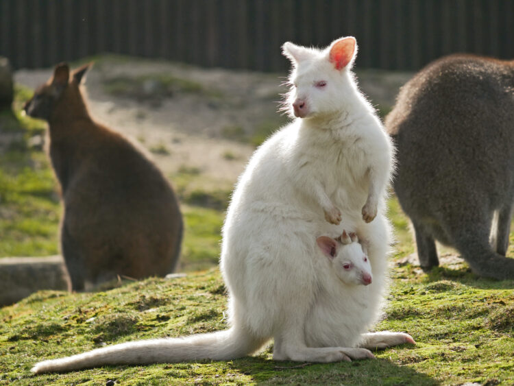 Bild: Zoo Hoyerswerda, Stefanie Jürß