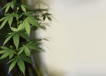 Bundestag beschließt Cannabisgesetz. Besitz & Anbau bald teils legal