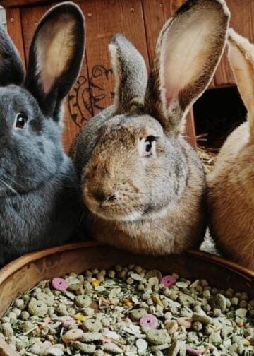 Tierheim Cottbus