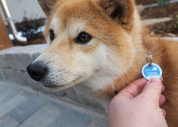 Calau ruft Hundehalter zu Anmeldung & Sauberkeit auf