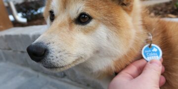 Hündin Ida zeigt wie es geht: Die Shiba Inu-Dame ist korrekt steuerlich angemeldet, was man
an der individuellen Steuermarke der Stadt Calau erkennt. Foto: Stadt Calau / Jan Hornhauer